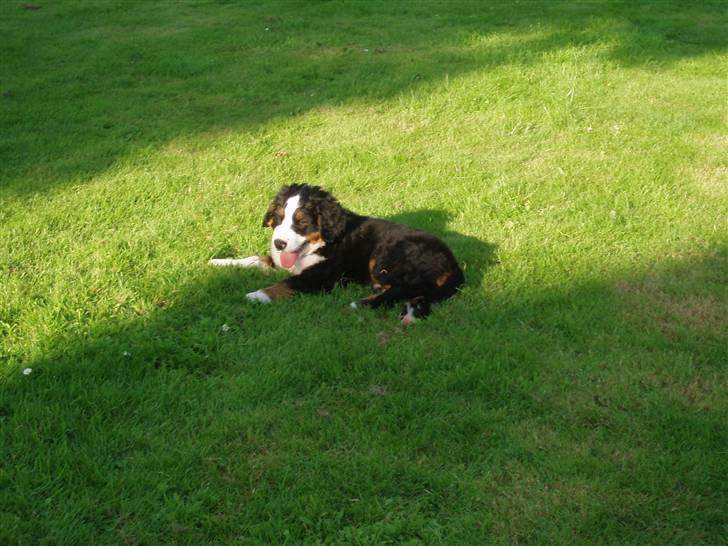 Berner sennenhund Samson billede 3