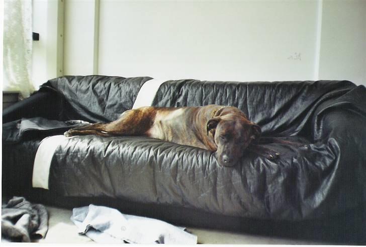 Amerikansk staffordshire terrier Shiva - Ohh skønne Mona Lisa billede 8