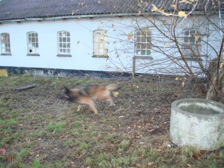 Belgisk hyrdehund assa - falder der nu en godbid af. jeg har været sød.   :-) billede 2