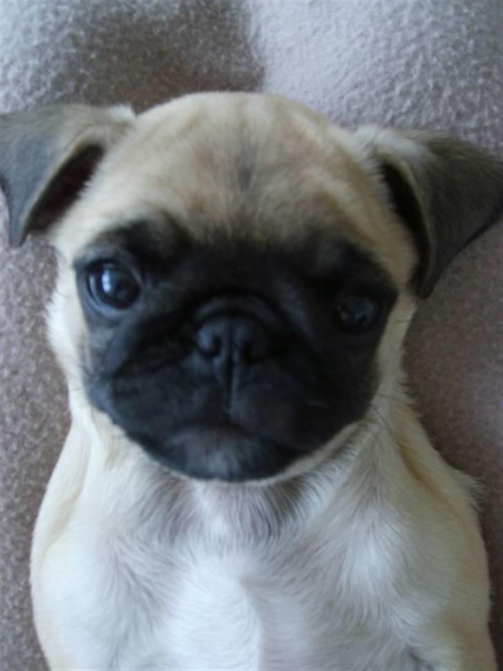 Mops ¤Luie¤ - Hej.-) billede 14