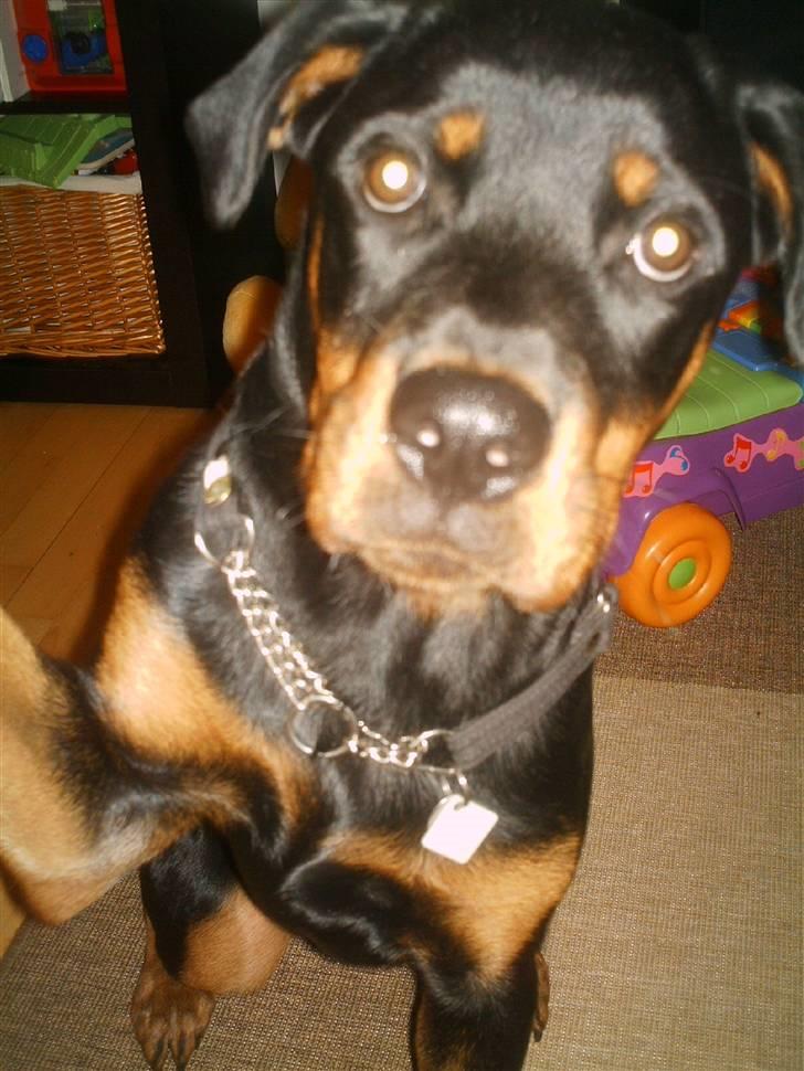 Rottweiler Nikki billede 9