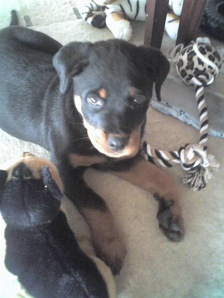 Rottweiler Nikki billede 10