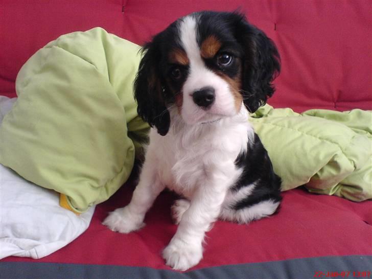 Cavalier king charles spaniel Mingus - Vil du noget?? billede 6