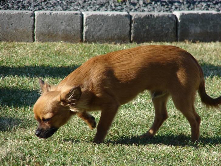 Chihuahua  - || Teddy || - Hmm, spændende...? billede 6