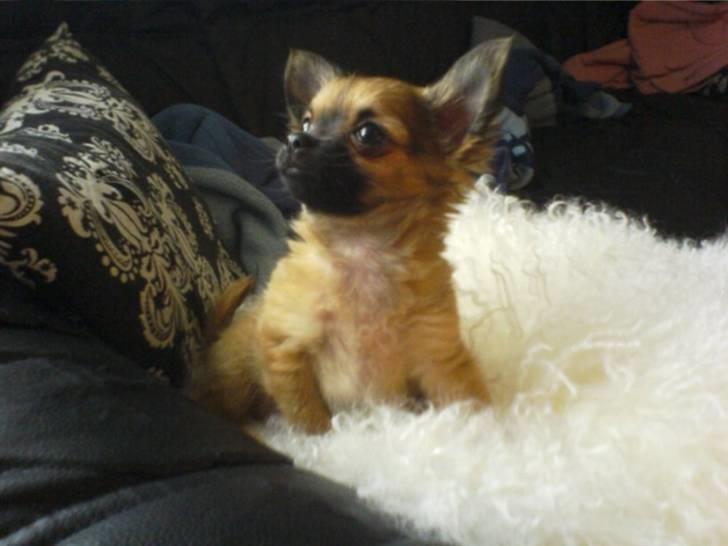 Chihuahua  - || Teddy || - teddy som lille... billede 9