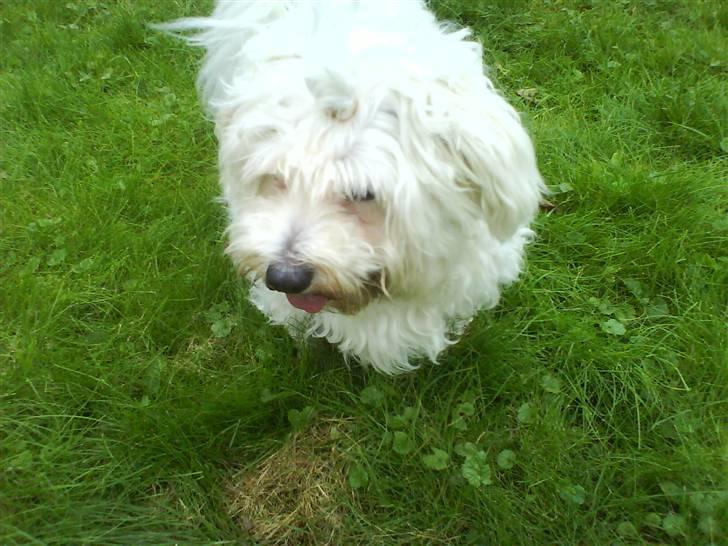 Coton de tulear Basil (Hundehimlen tog imod ham d. 18.03.2014) billede 16