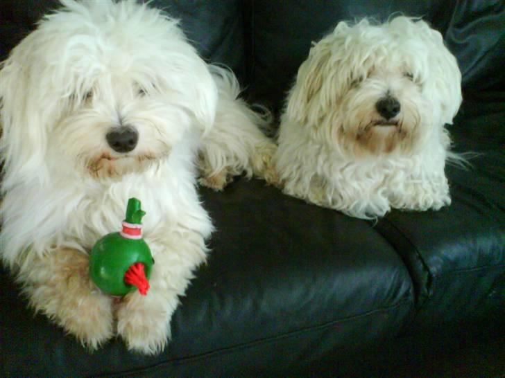 Coton de tulear Futte (Hundehimlen tog imod ham d. 24.11.2011) billede 17