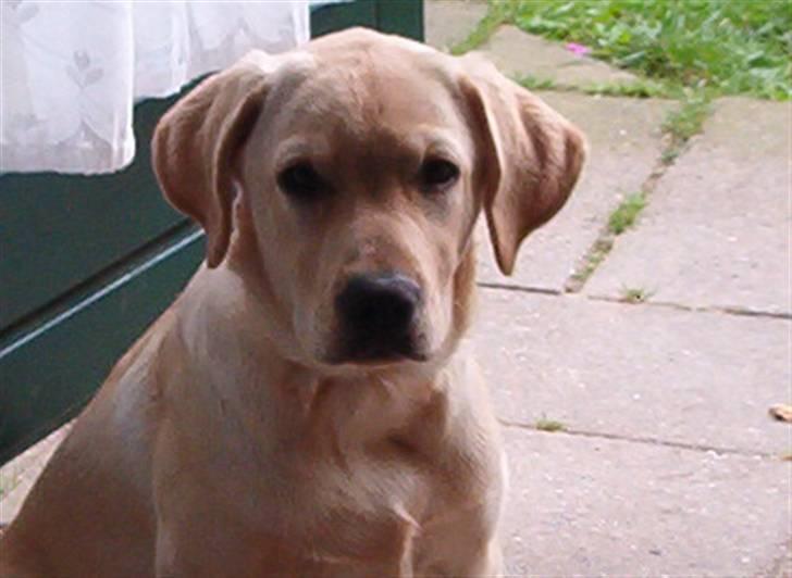 Blanding af racer Mischa - idag er jeg præcis 4 måneder gammel er jeg ik" blevet stor ...hehe billede 11