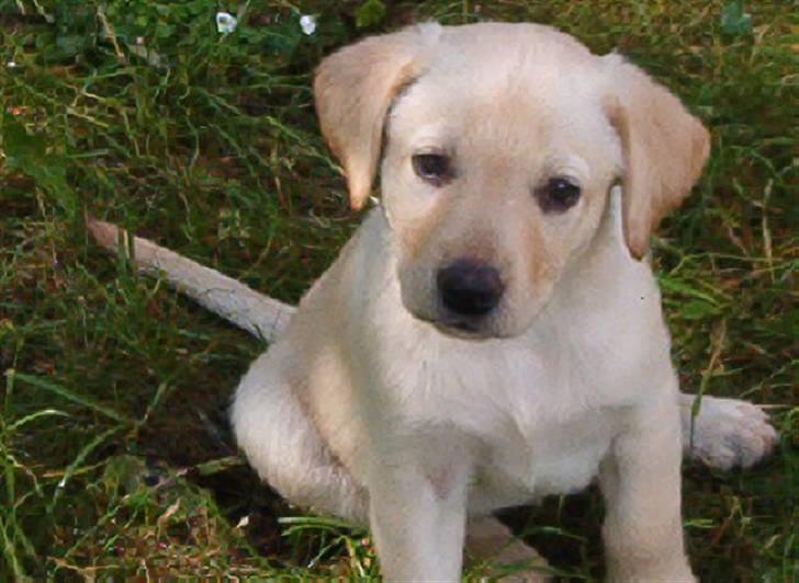 Blanding af racer Mischa - Mischa 8 uger gammel vi er lige kommet hjem med hende til de nye omgivlser.;0) billede 12