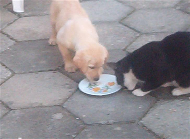 Blanding af racer Mischa - Mischa kunne godt dele mad med vores katte dengang..MEN det går ikke længre..Smil billede 13