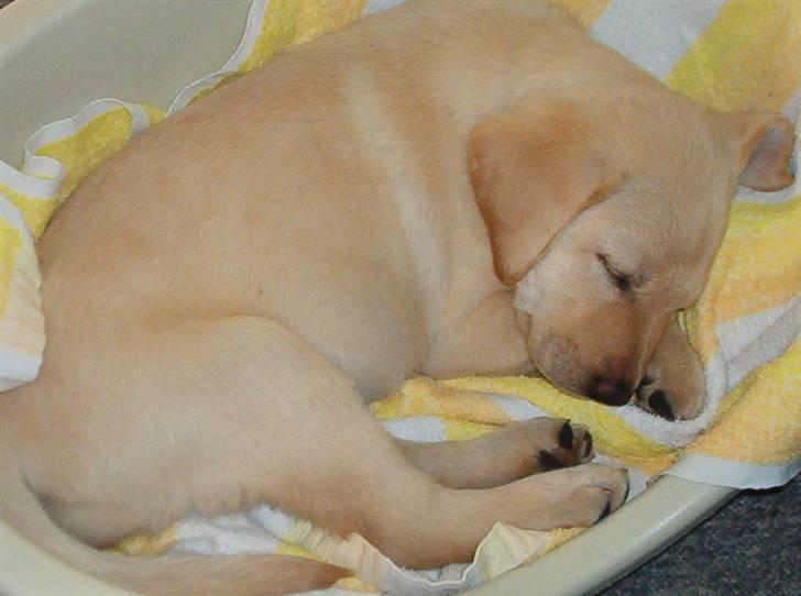 Blanding af racer Mischa - "Pyha" Nu er man altså meget træt efter man har leget og spist, Så et lille middagslur ville være godt.. Smil billede 14