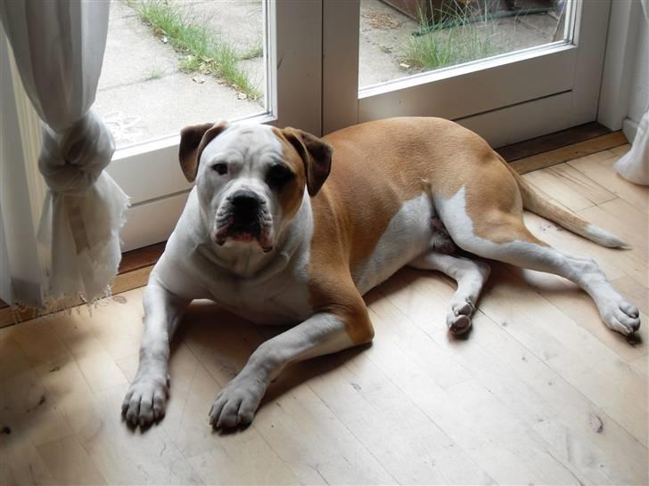 Amerikansk bulldog Eddie - fra d.10/2-08 billede 1