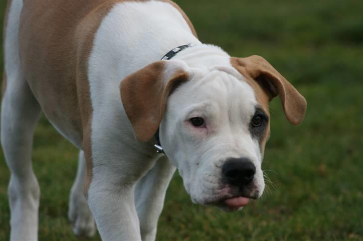 Amerikansk bulldog Eddie - rækker tunge til kamara manden ;-) billede 2