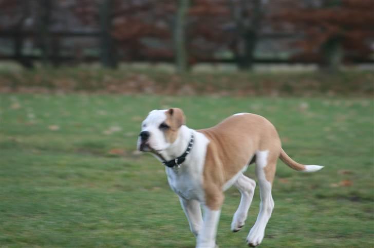 Amerikansk bulldog Eddie - fra d.23/11-07 billede 3