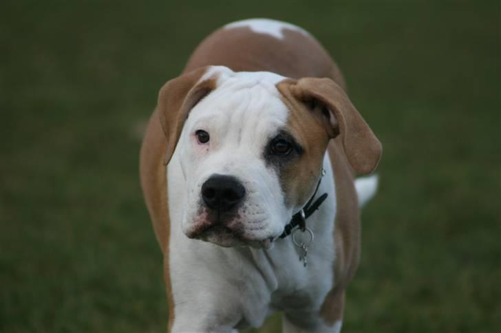 Amerikansk bulldog Eddie - fra d.23/11-07 billede 5