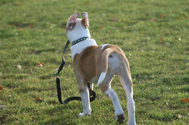 Amerikansk bulldog Eddie - går lige tur med mig selv!!! billede 6