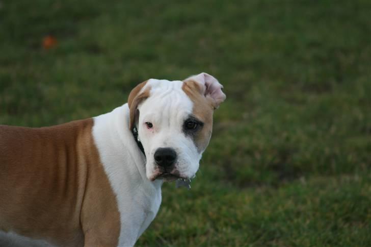 Amerikansk bulldog Eddie - fra d.23/11-07 billede 7