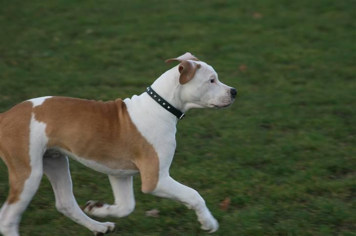 Amerikansk bulldog Eddie - fra d.23/11-07 billede 8