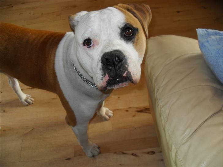 Amerikansk bulldog Eddie - fra d.23/11-07 billede 9