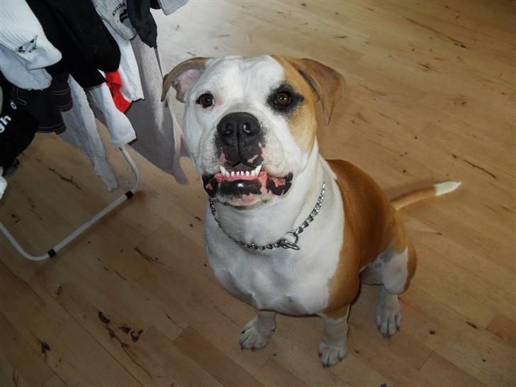 Amerikansk bulldog Eddie - fra d.23/11-07 billede 10