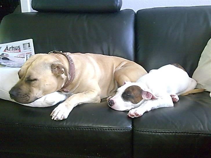 Amerikansk staffordshire terrier mille - oh,hvor er det skønt at få alt det sand rydtet af og så på den fede sofa og råhygge.... billede 12