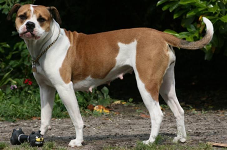 Amerikansk bulldog Kettners Kiara, "Shiva" billede 12