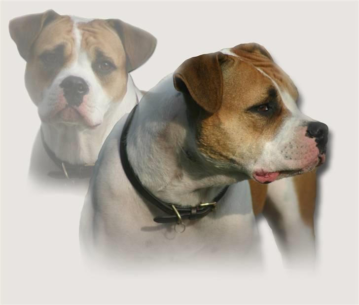 Amerikansk bulldog Kettners Kiara, "Shiva" billede 13