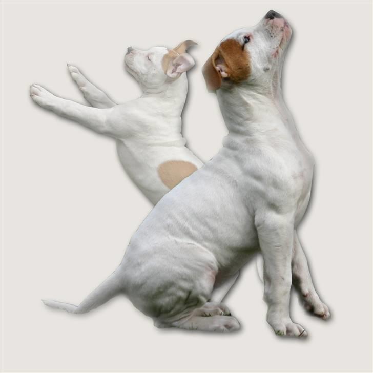 Amerikansk bulldog Rahbeks Ayla billede 16