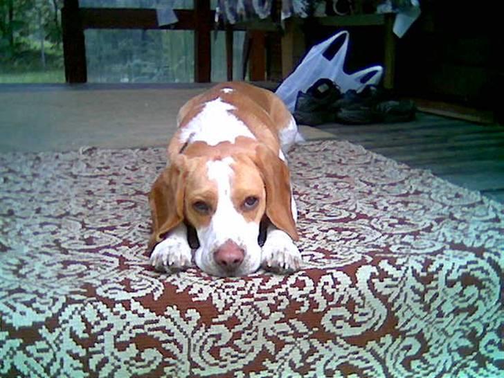 Beagle Gizmo billede 10