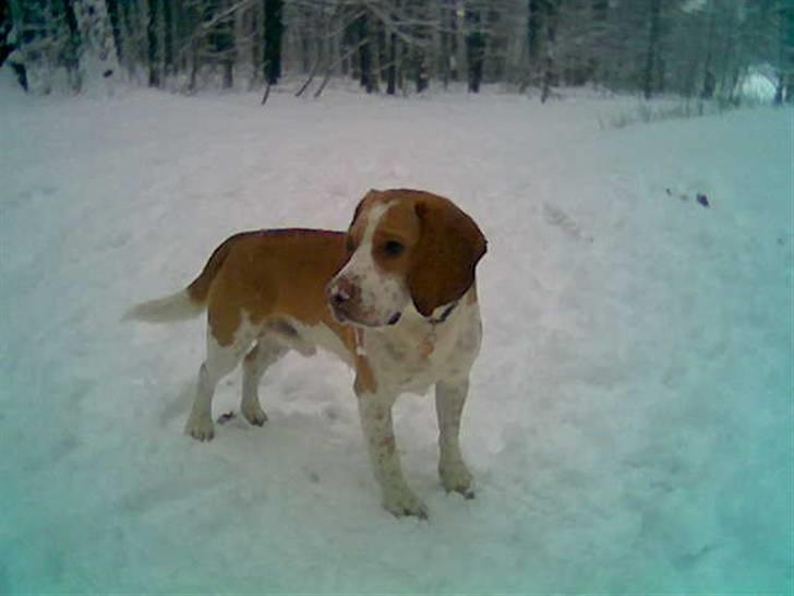 Beagle Gizmo billede 11