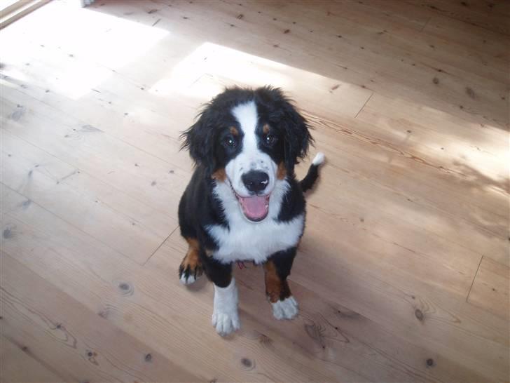 Berner sennenhund Samson billede 4