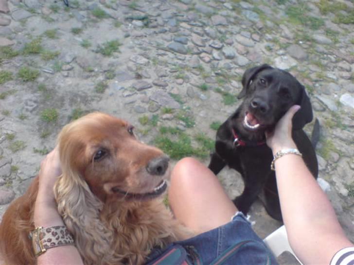 Cocker spaniel lucky (DØD) - det er min bror s hund  billede 12