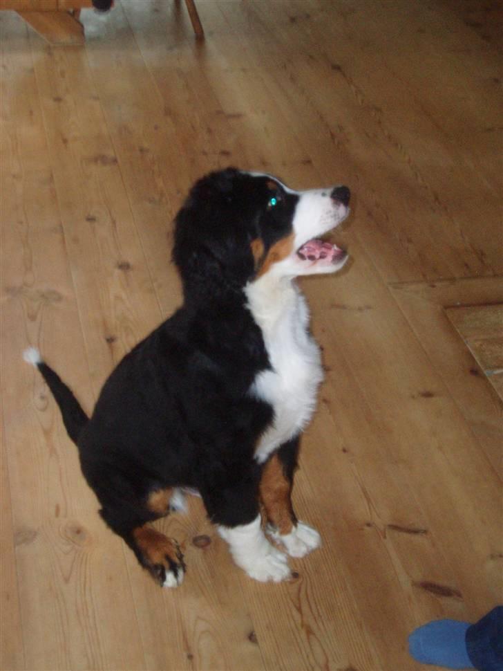 Berner sennenhund Samson billede 5