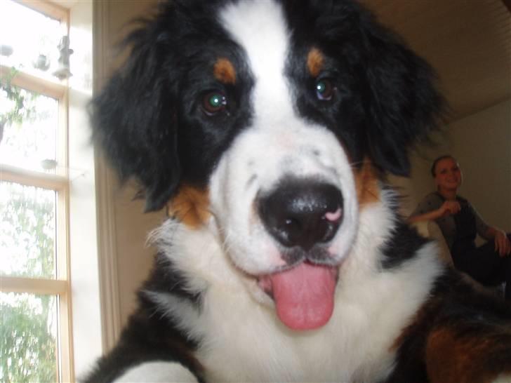 Berner sennenhund Samson billede 6