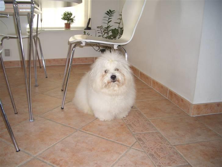 Coton de tulear Oscar billede 19