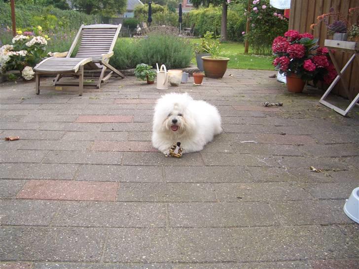 Coton de tulear Oscar billede 20