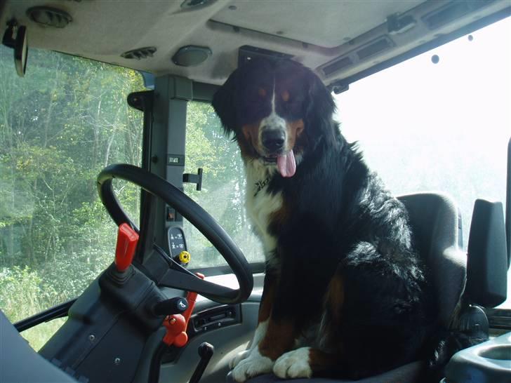 Berner sennenhund Tyson - Kom så så kører vi. billede 1