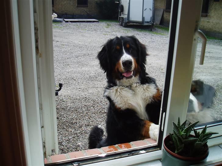 Berner sennenhund Tyson - Hej, hva´ laver I derinde. billede 2