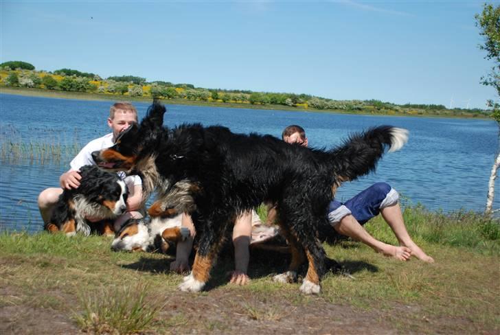 Berner sennenhund Tyson - Jeg lytter, hva´ er det du siger?? billede 3