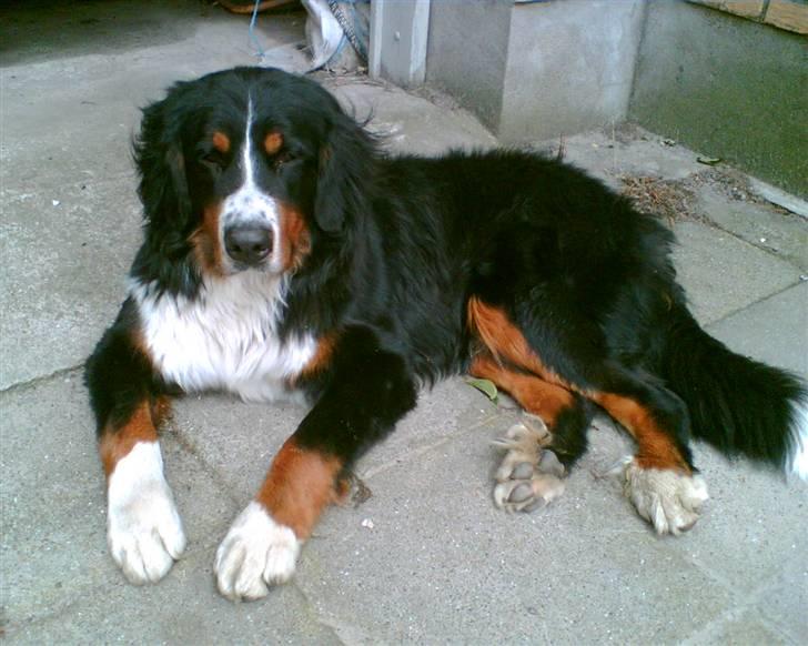 Berner sennenhund Tyson - Er jeg ikke smuk?? billede 4