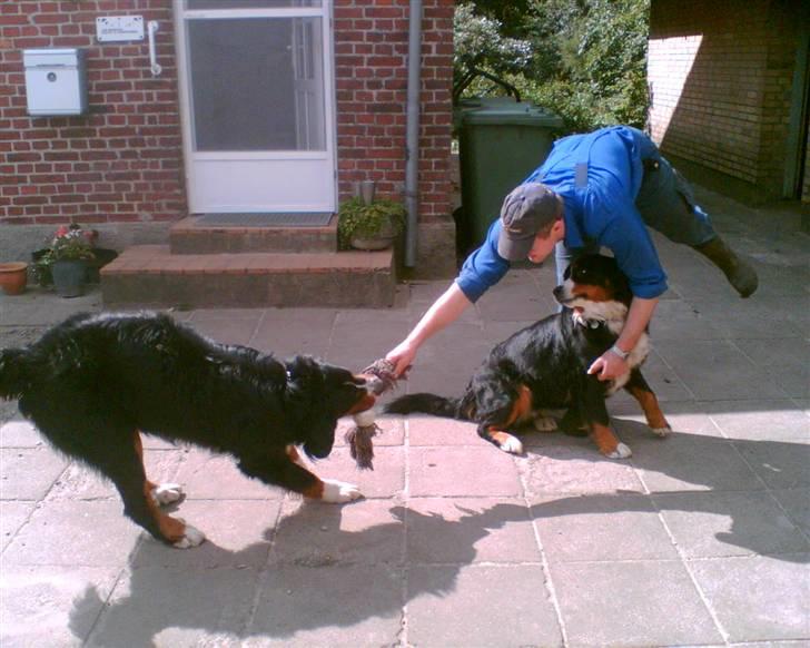 Berner sennenhund Tyson - Kom så med den, det er min!! billede 5