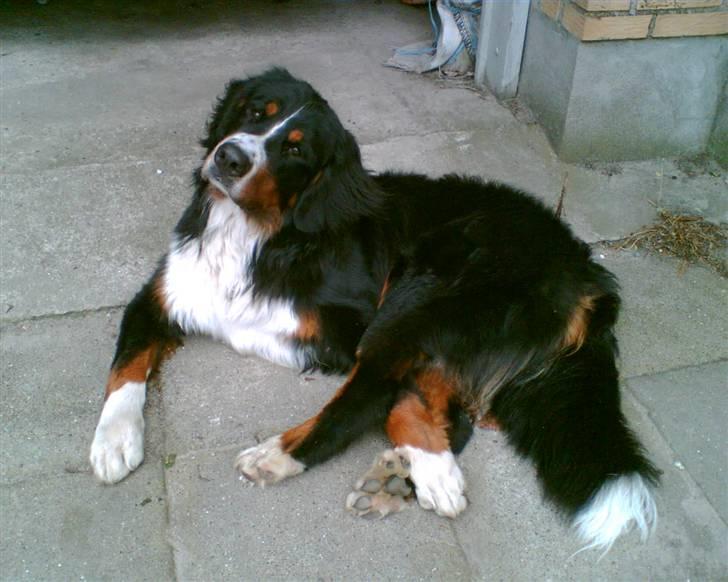 Berner sennenhund Tyson - Hva´ siger du, har jeg lange ben?? billede 6