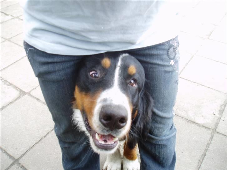 Berner sennenhund Tyson - BØØH:: Her kommer jeg!! billede 7