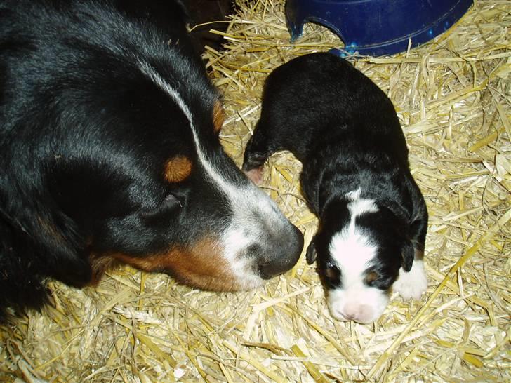 Berner sennenhund Tyson - Hilser lige på en af mine sønner, er han ikke køn?? billede 8
