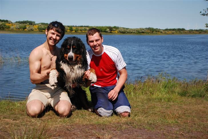 Berner sennenhund Tyson - Vi er bare gode venner. billede 9