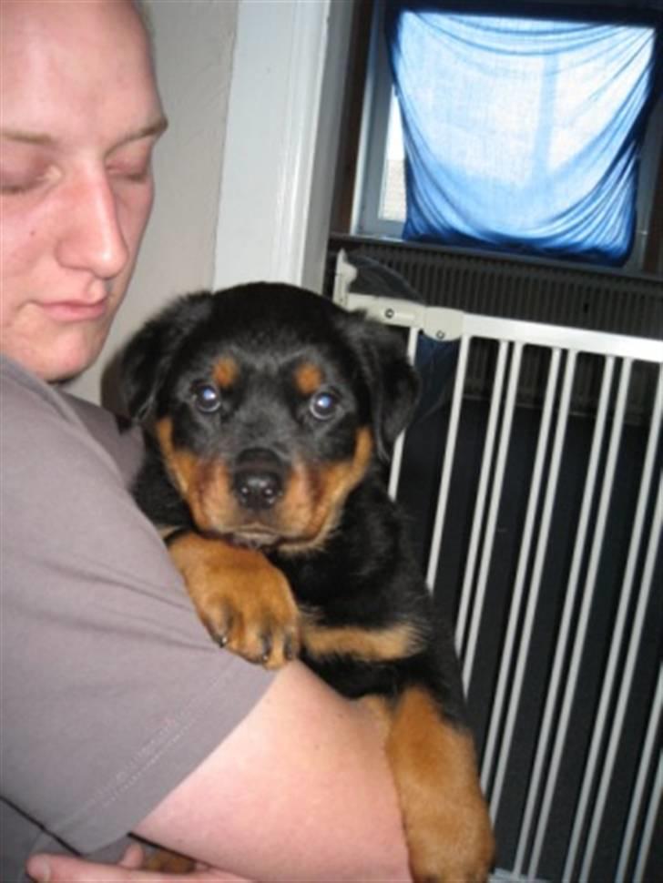 Rottweiler Ronja billede 2