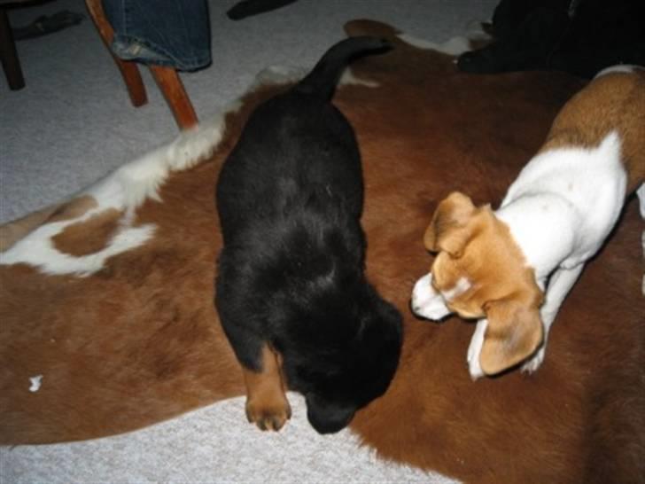 Rottweiler Ronja billede 3