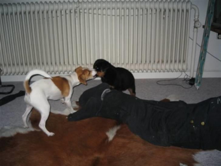 Rottweiler Ronja billede 4