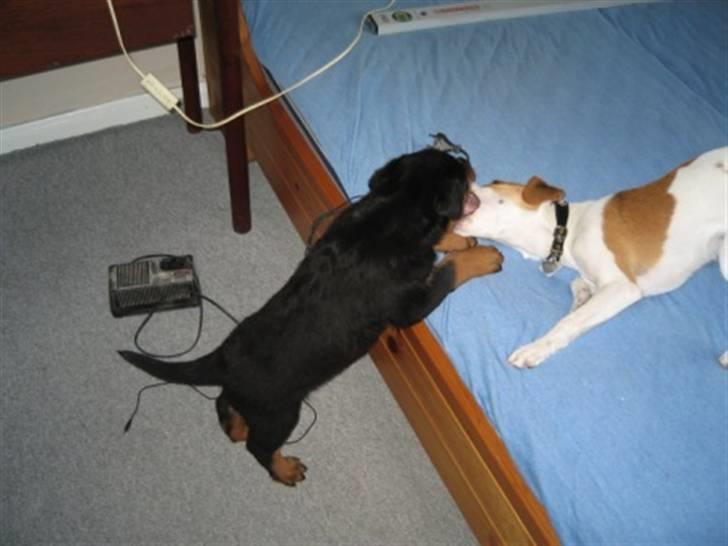 Rottweiler Ronja billede 5