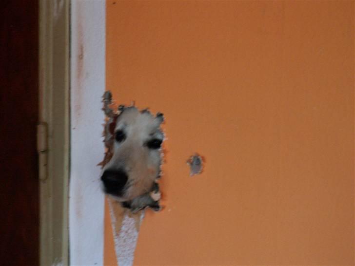 Hvid schæfer cæsar bamse R.I.P billede 1